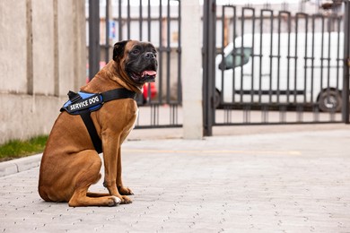 Photo of Cute service dog in vest sitting on city street. Space for text