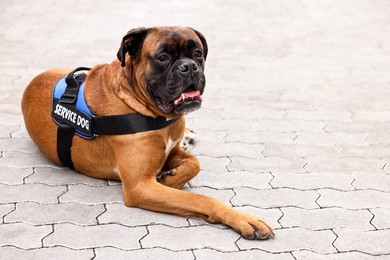 Photo of Cute service dog in vest lying on pavement outdoors. Space for text