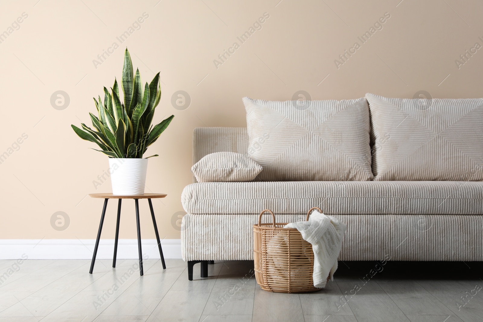 Photo of Comfortable sofa with pillows, houseplant and basket near beige wall