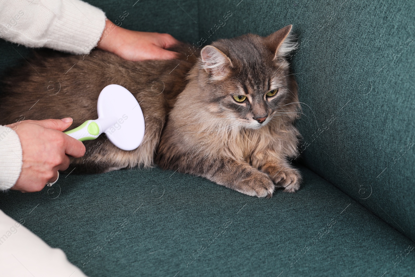 Photo of Woman brushing her cat on sofa indoors, closeup