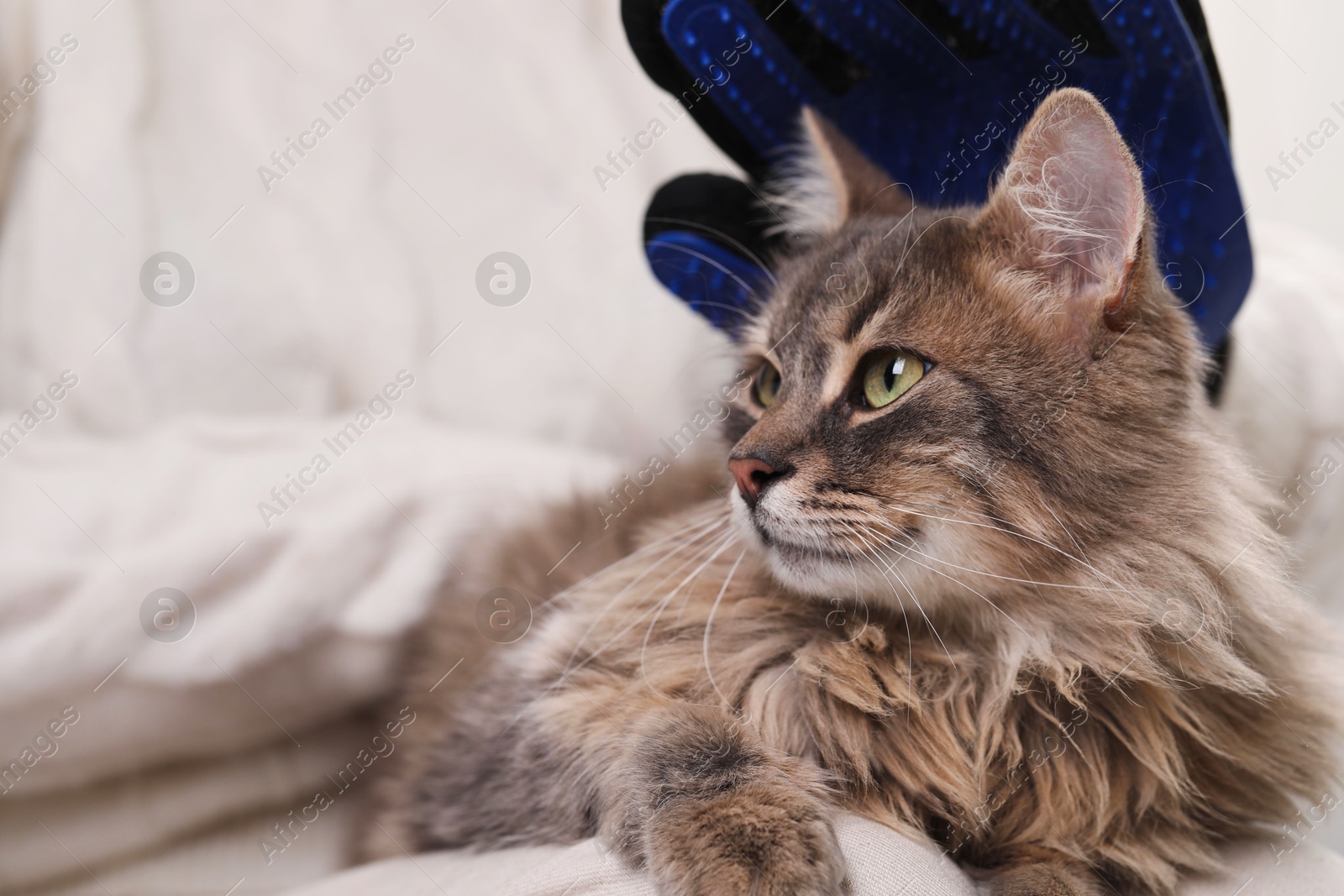 Photo of Woman brushing her cat with grooming glove indoors, closeup