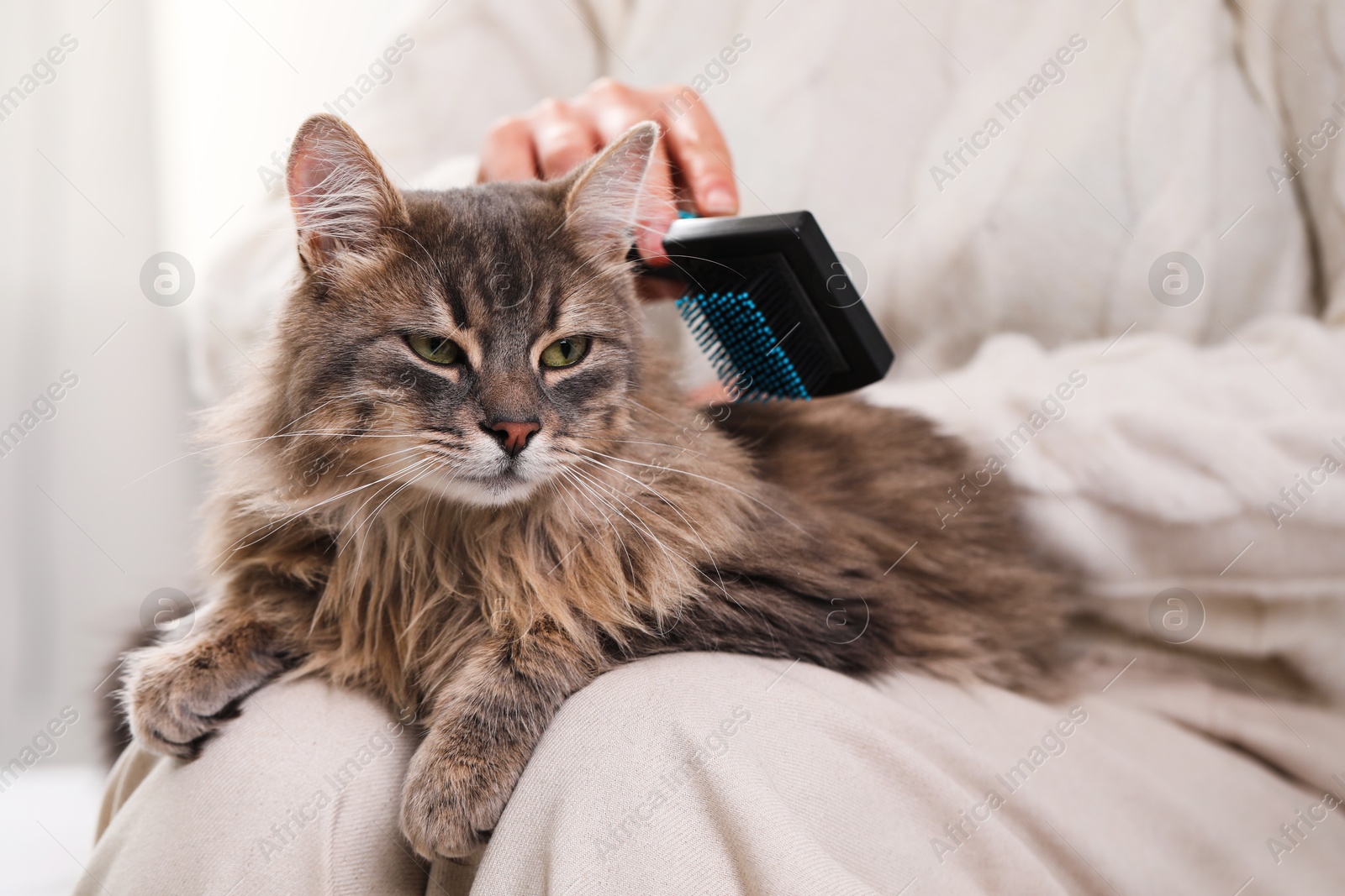 Photo of Woman brushing her cute cat indoors, closeup