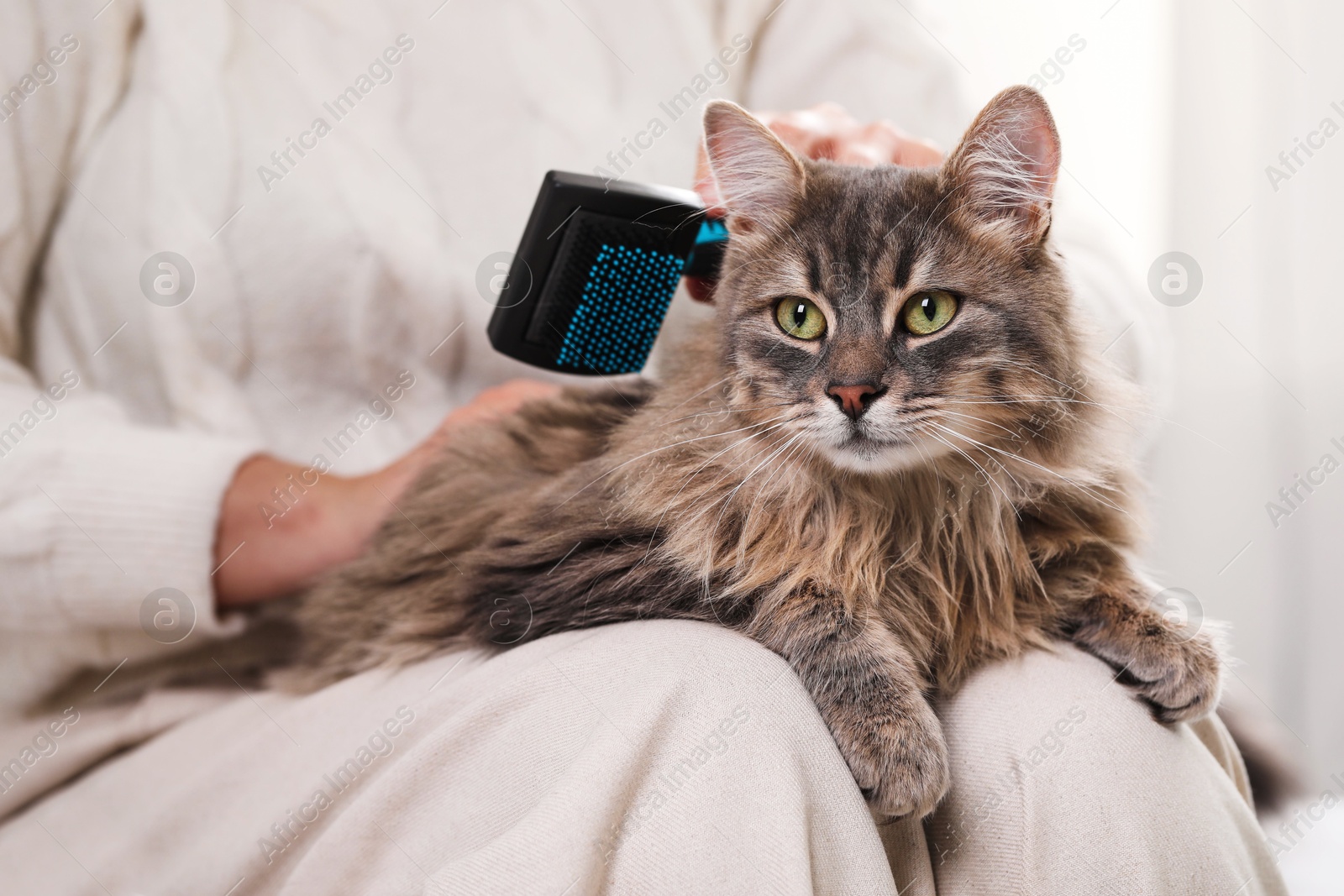 Photo of Woman brushing her cute cat indoors, closeup