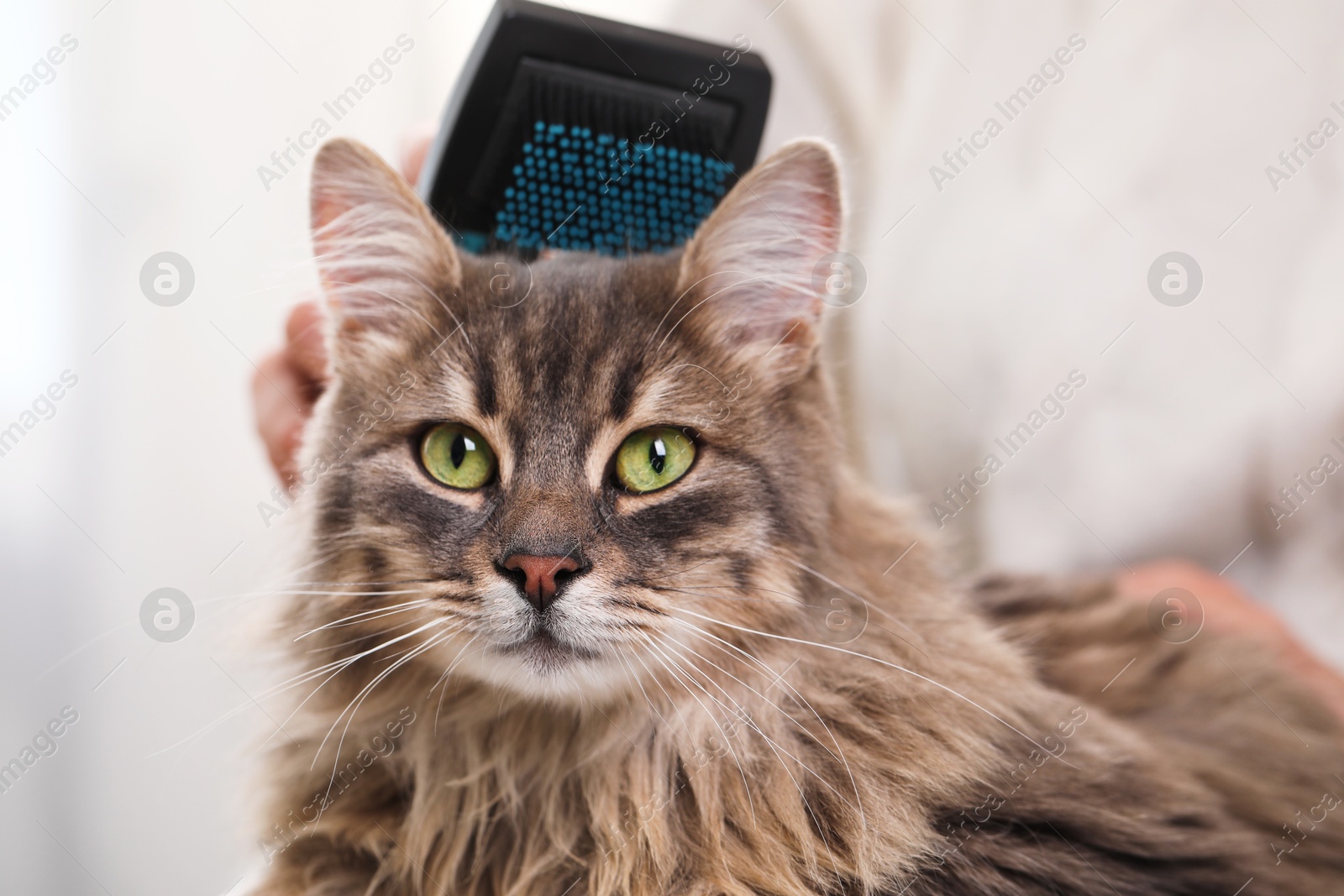 Photo of Woman brushing her cute cat indoors, closeup