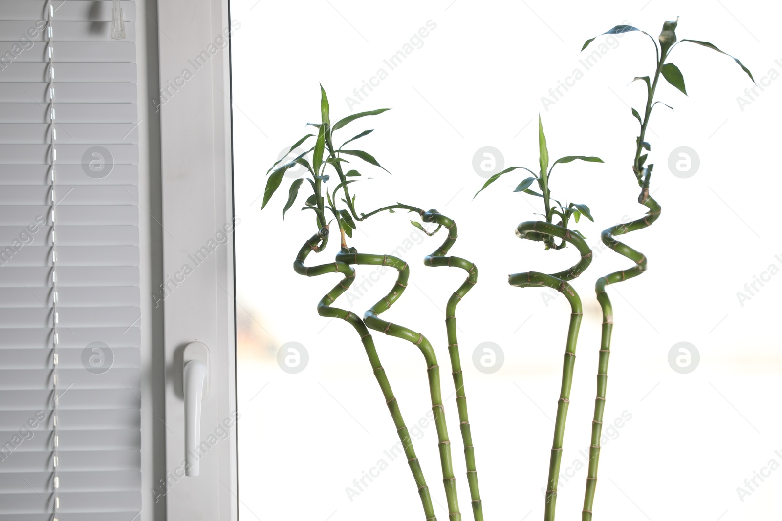 Photo of Fresh green bamboo stems near window indoors