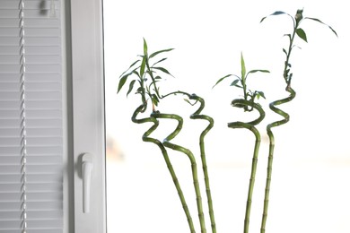 Photo of Fresh green bamboo stems near window indoors