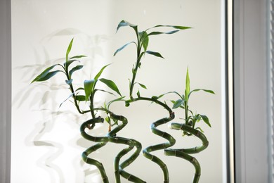 Photo of Fresh green bamboo stems near window indoors