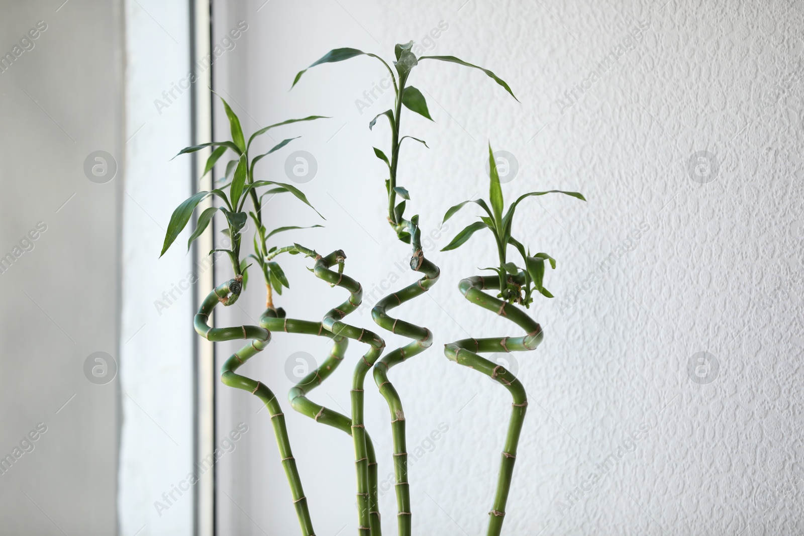 Photo of Fresh green bamboo stems near white wall indoors