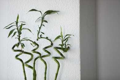 Photo of Fresh green bamboo stems near white wall indoors, space for text