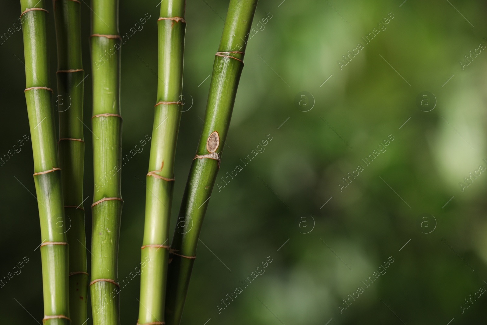 Photo of Green bamboo stems on blurred background, closeup. Space for text