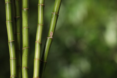 Photo of Green bamboo stems on blurred background, closeup. Space for text