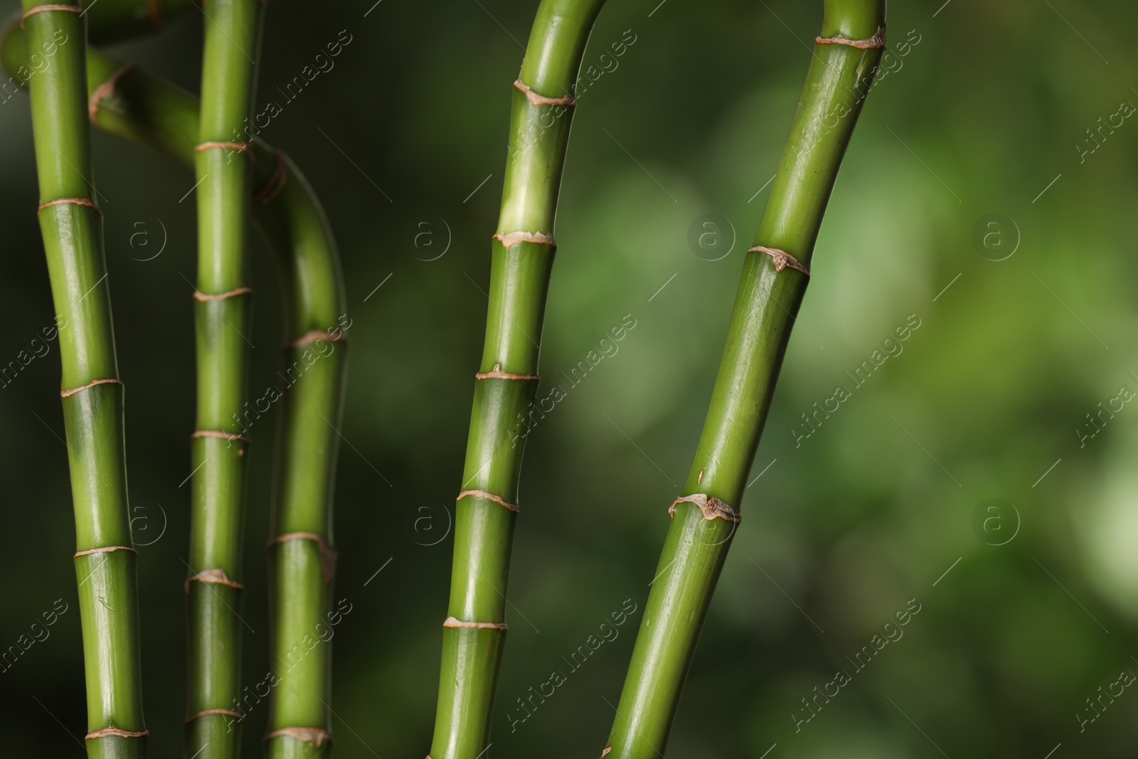 Photo of Green bamboo stems on blurred background, closeup