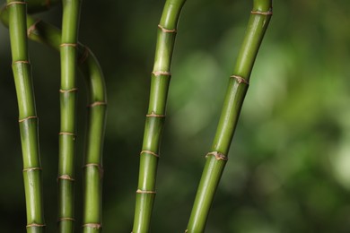 Photo of Green bamboo stems on blurred background, closeup