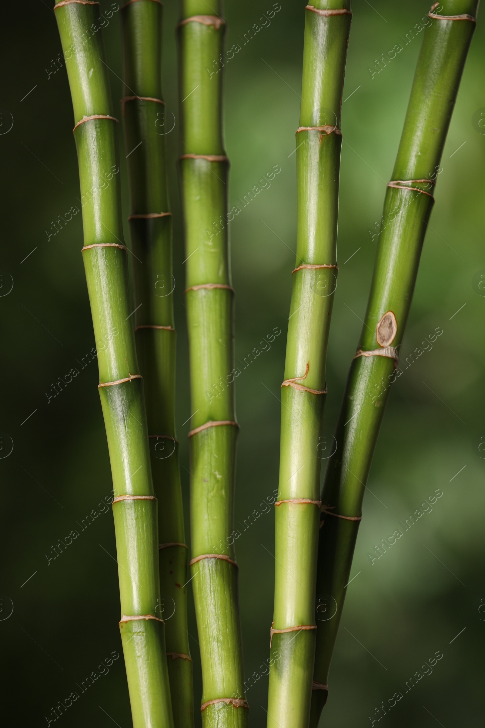 Photo of Green bamboo stems on blurred background, closeup