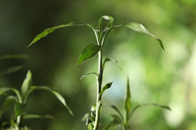 Photo of Green bamboo stems with leaves on blurred background, closeup