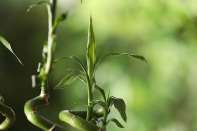 Photo of Green bamboo stems with leaves on blurred background, closeup. Space for text