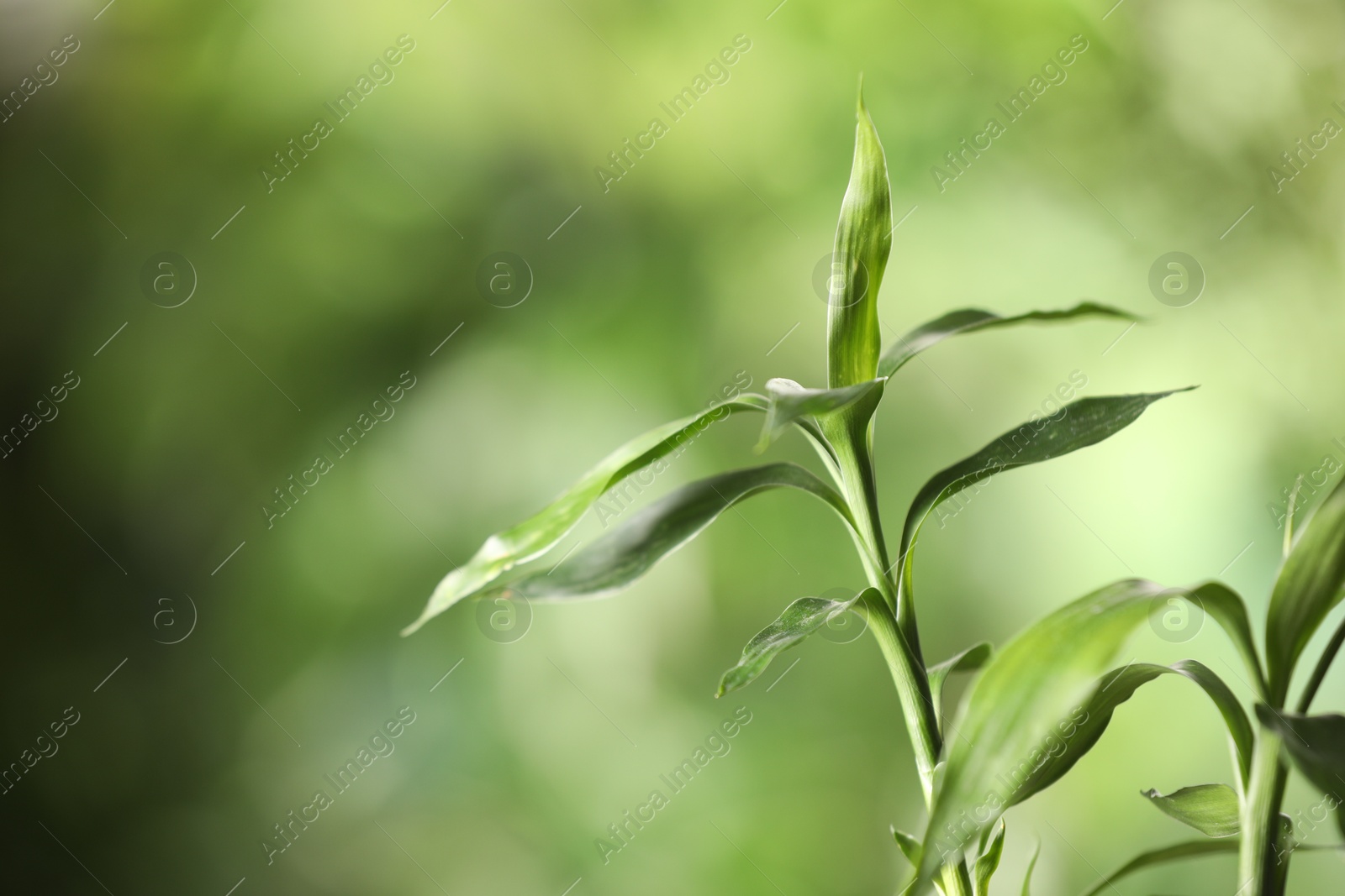 Photo of Green bamboo stems with leaves on blurred background, closeup. Space for text