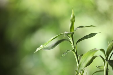 Photo of Green bamboo stems with leaves on blurred background, closeup. Space for text