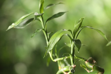 Photo of Green bamboo stems with leaves on blurred background, closeup