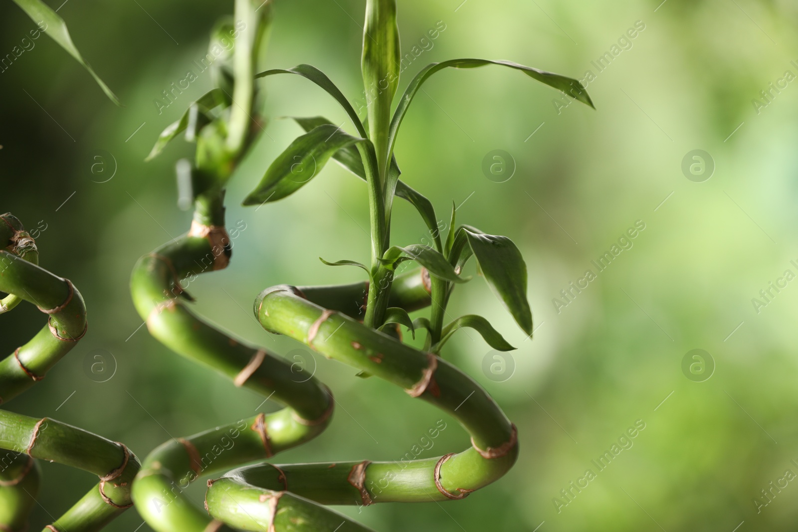 Photo of Green bamboo stems with leaves on blurred background, closeup. Space for text