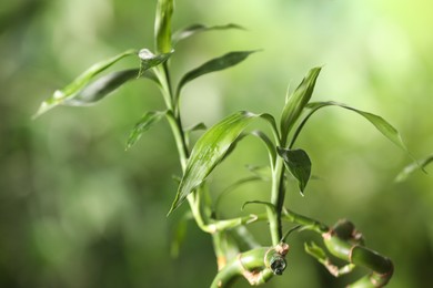 Photo of Green bamboo stems with leaves on blurred background, closeup