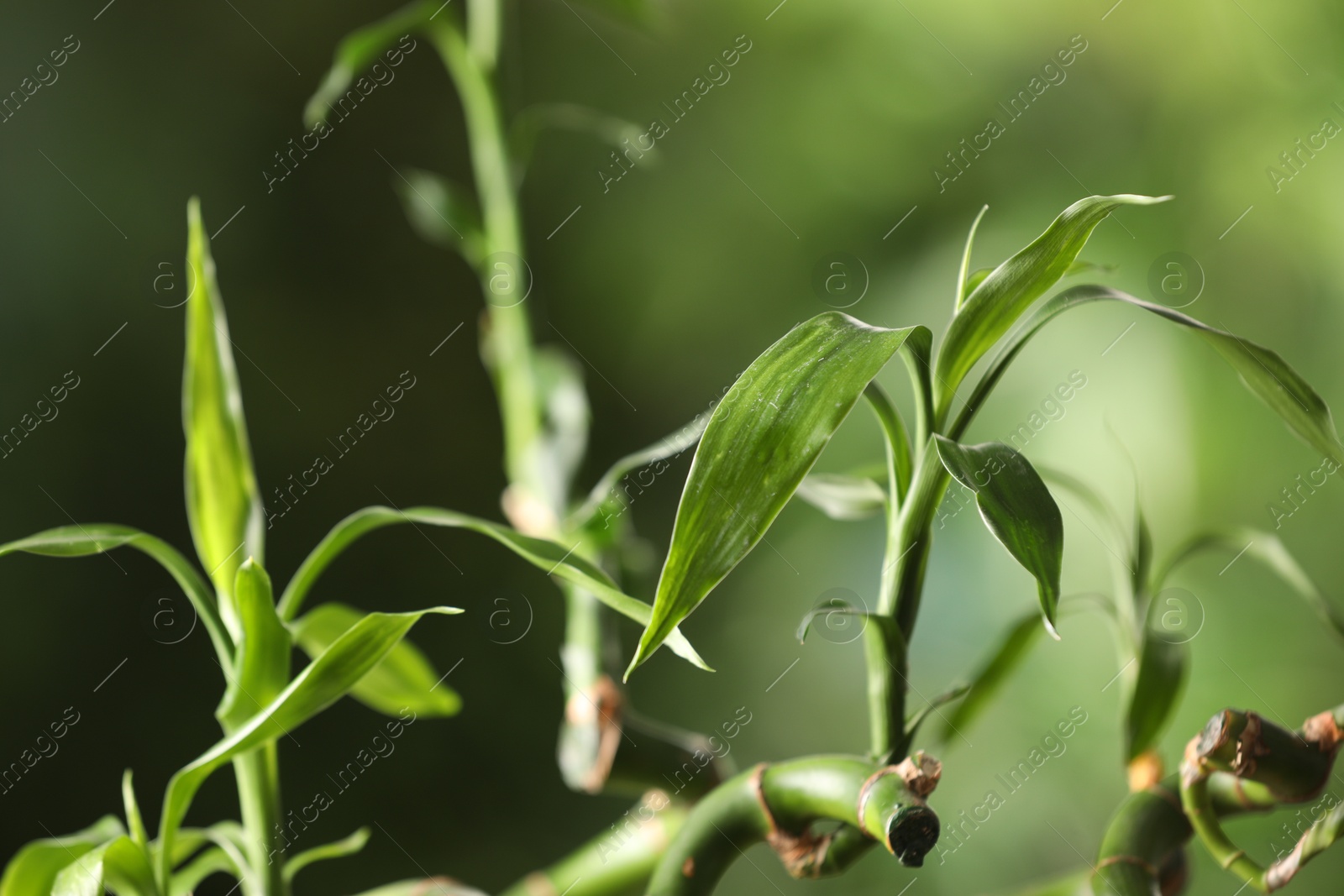 Photo of Green bamboo stems with leaves on blurred background, closeup