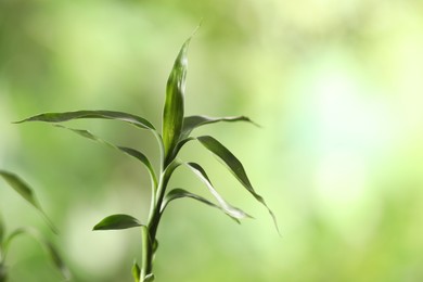 Photo of Decorative green bamboo stem with leaves on blurred background, closeup. Space for text