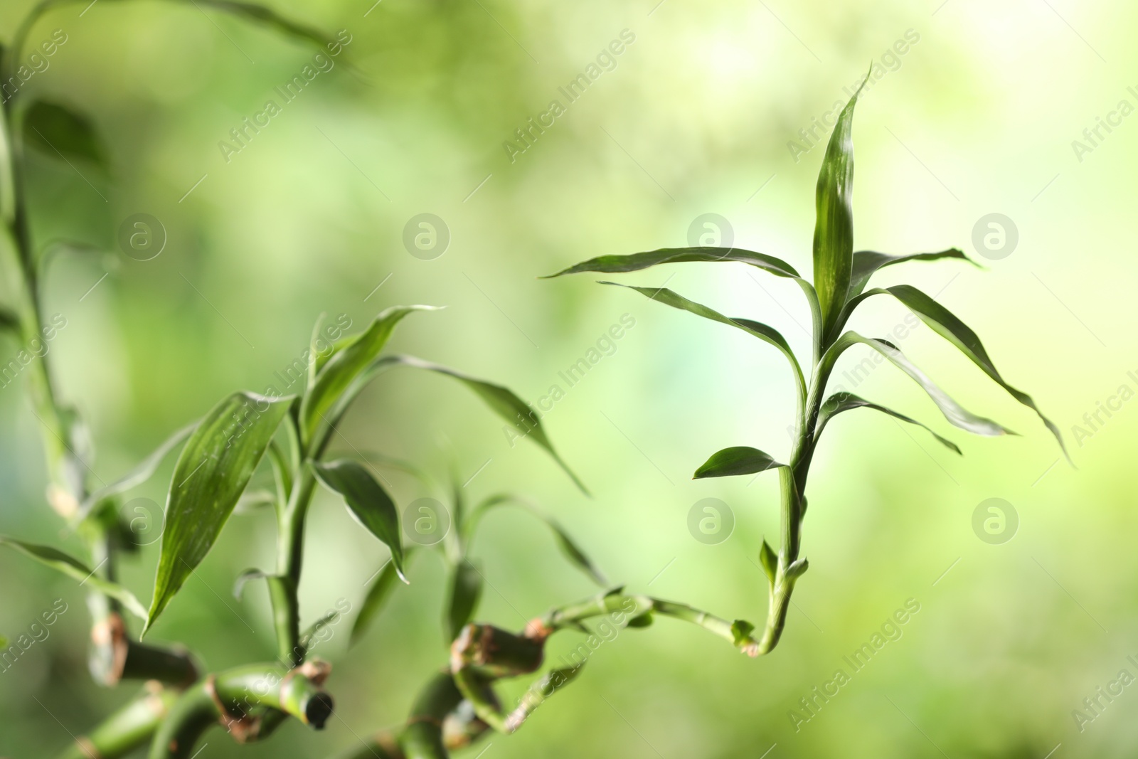 Photo of Green bamboo stems with leaves on blurred background, closeup