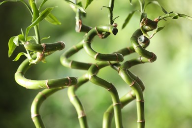 Photo of Green bamboo stems with leaves on blurred background, closeup