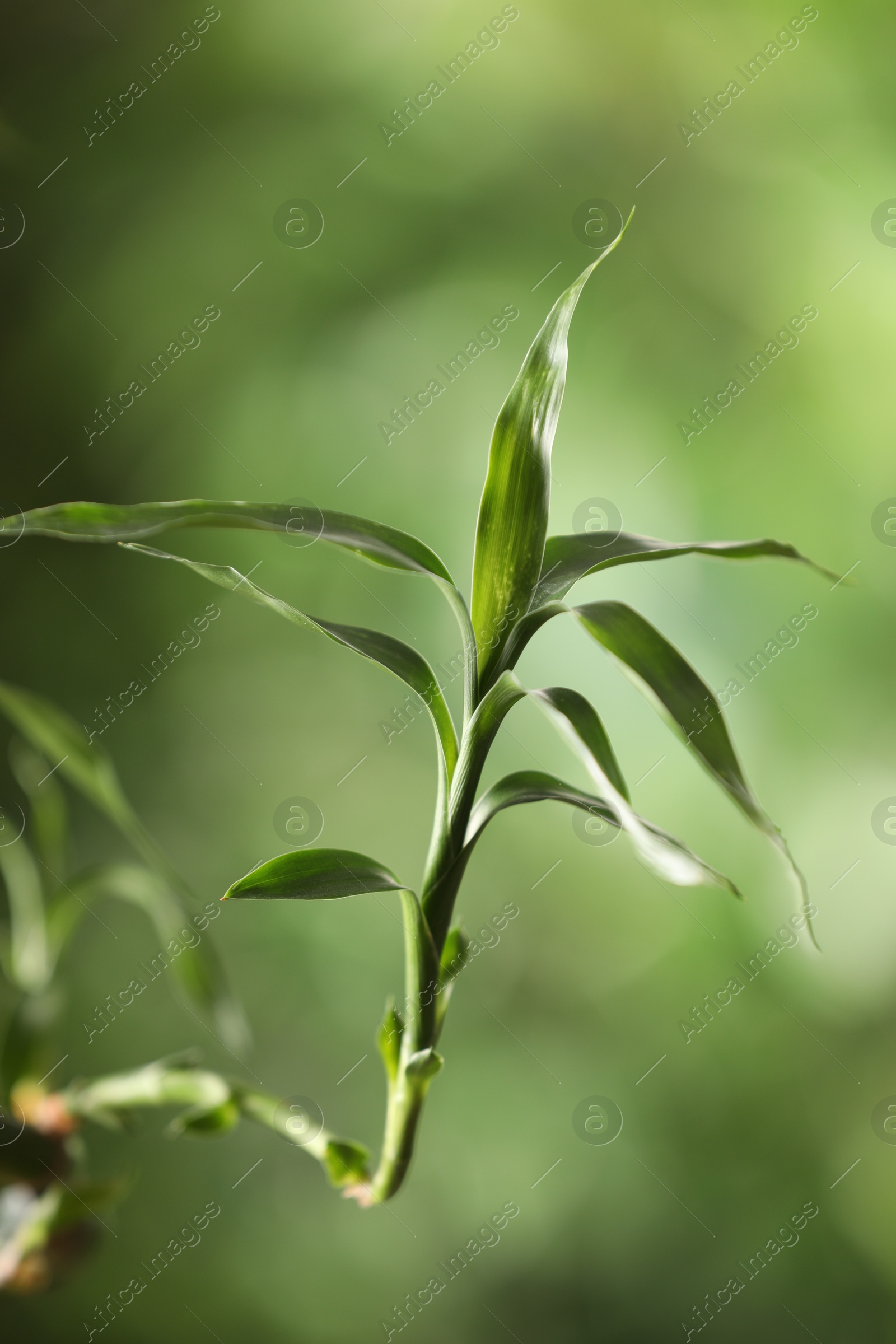 Photo of Decorative green bamboo stem with leaves on blurred background, closeup