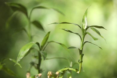 Photo of Green bamboo stems with leaves on blurred background, closeup