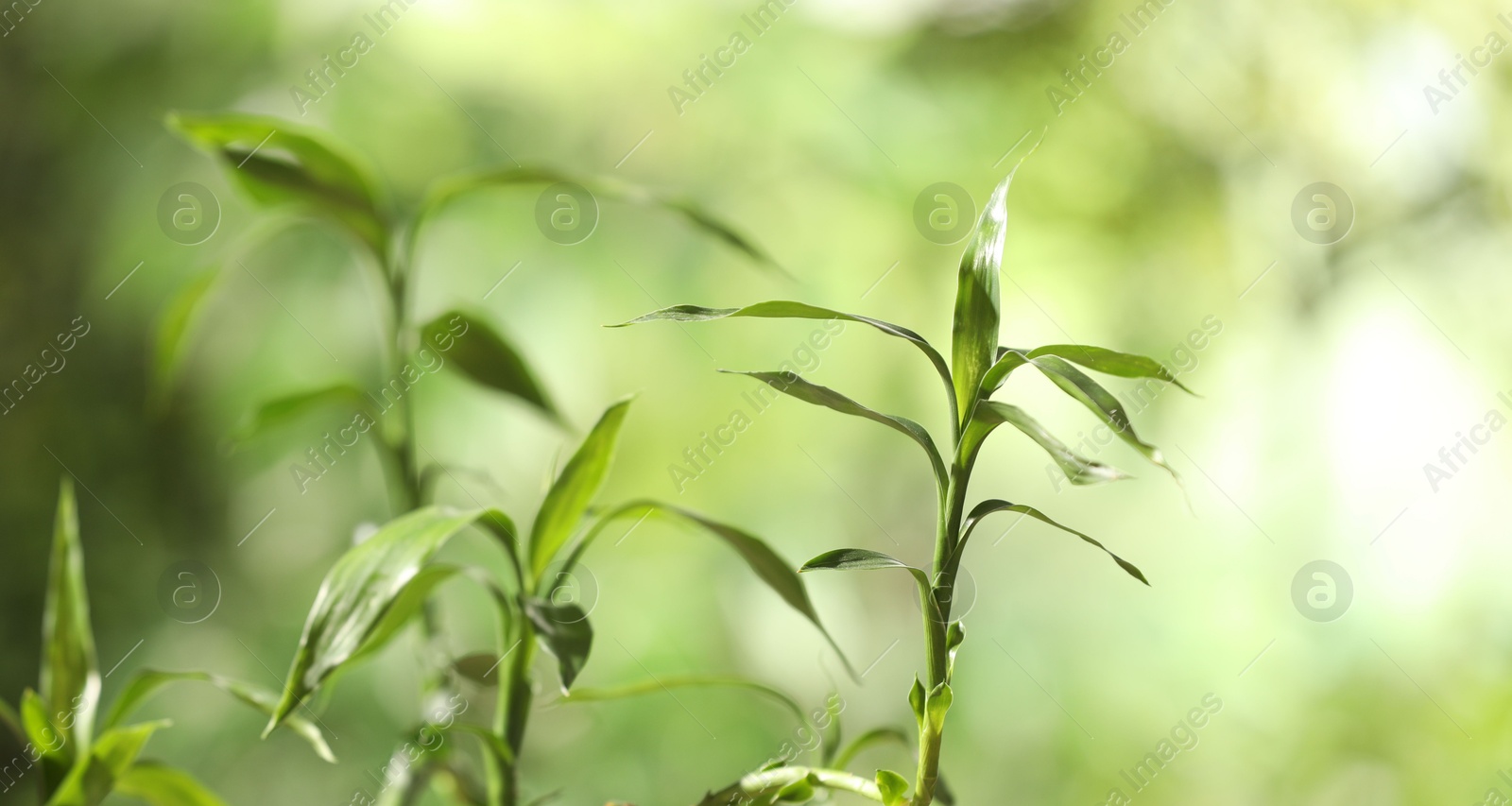 Photo of Green bamboo stems with leaves on blurred background, closeup. Space for text