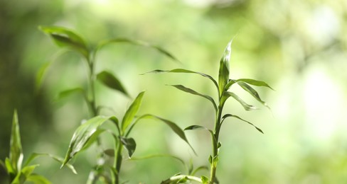 Photo of Green bamboo stems with leaves on blurred background, closeup. Space for text