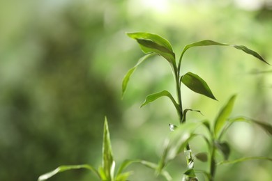 Photo of Green bamboo stems with leaves on blurred background, closeup. Space for text