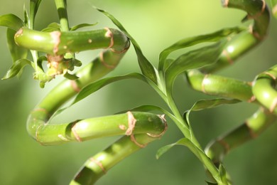 Photo of Green bamboo stems with leaves on blurred background, closeup