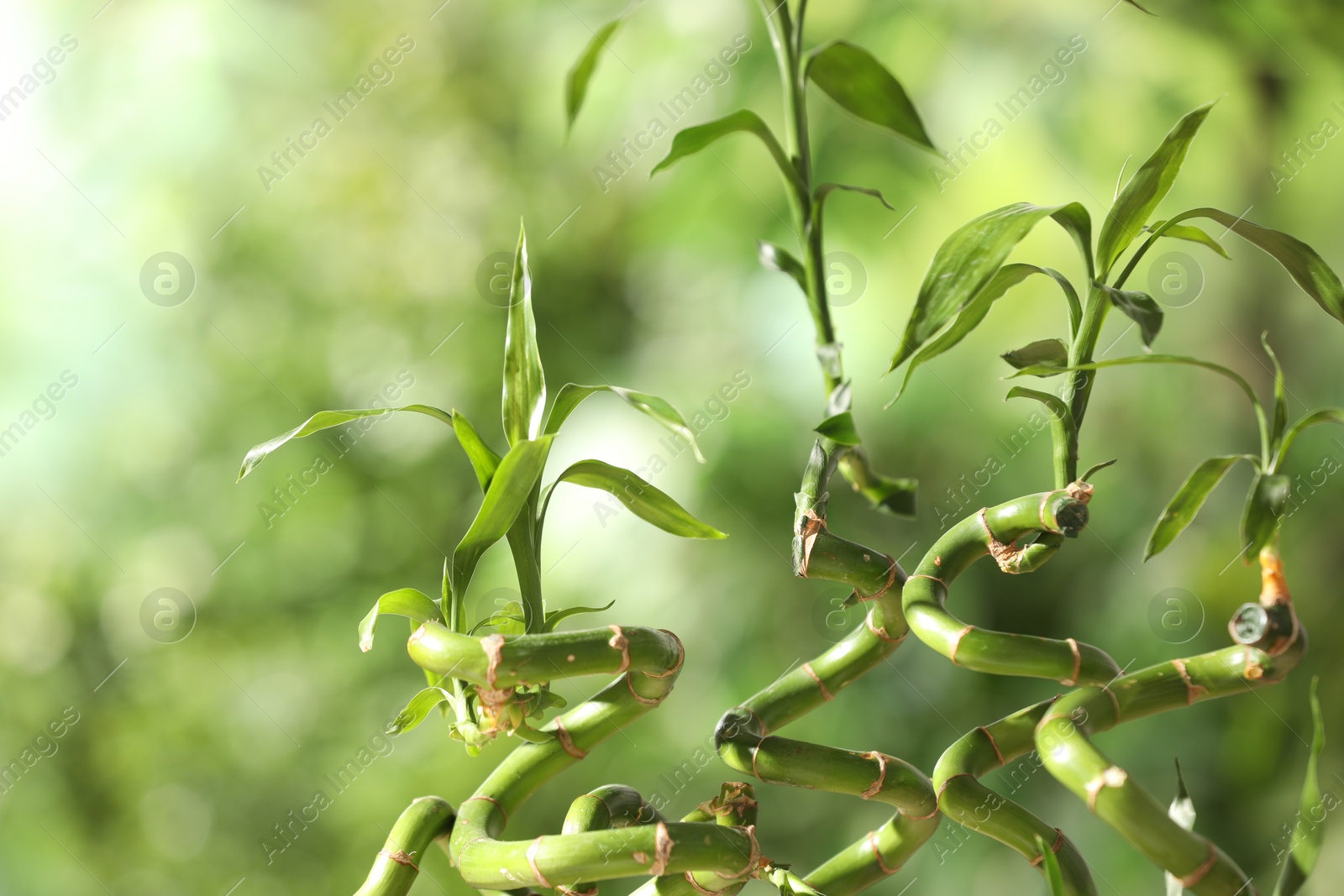 Photo of Green bamboo stems with leaves on blurred background, closeup