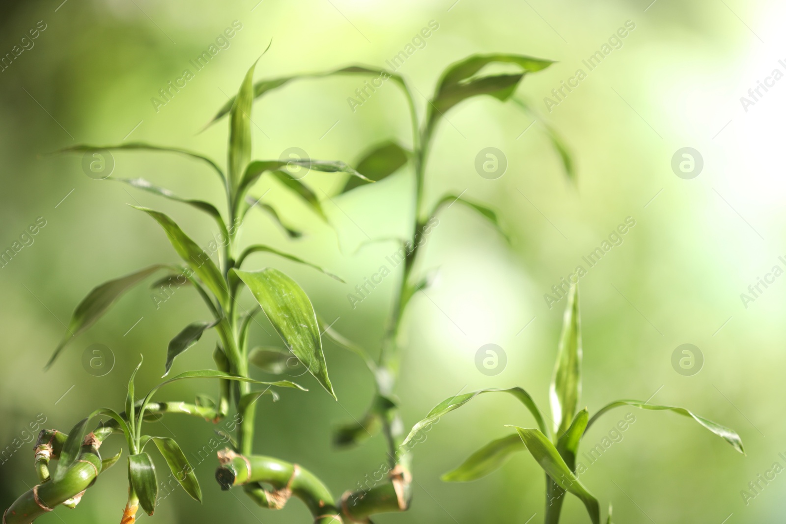 Photo of Green bamboo stems with leaves on blurred background, closeup