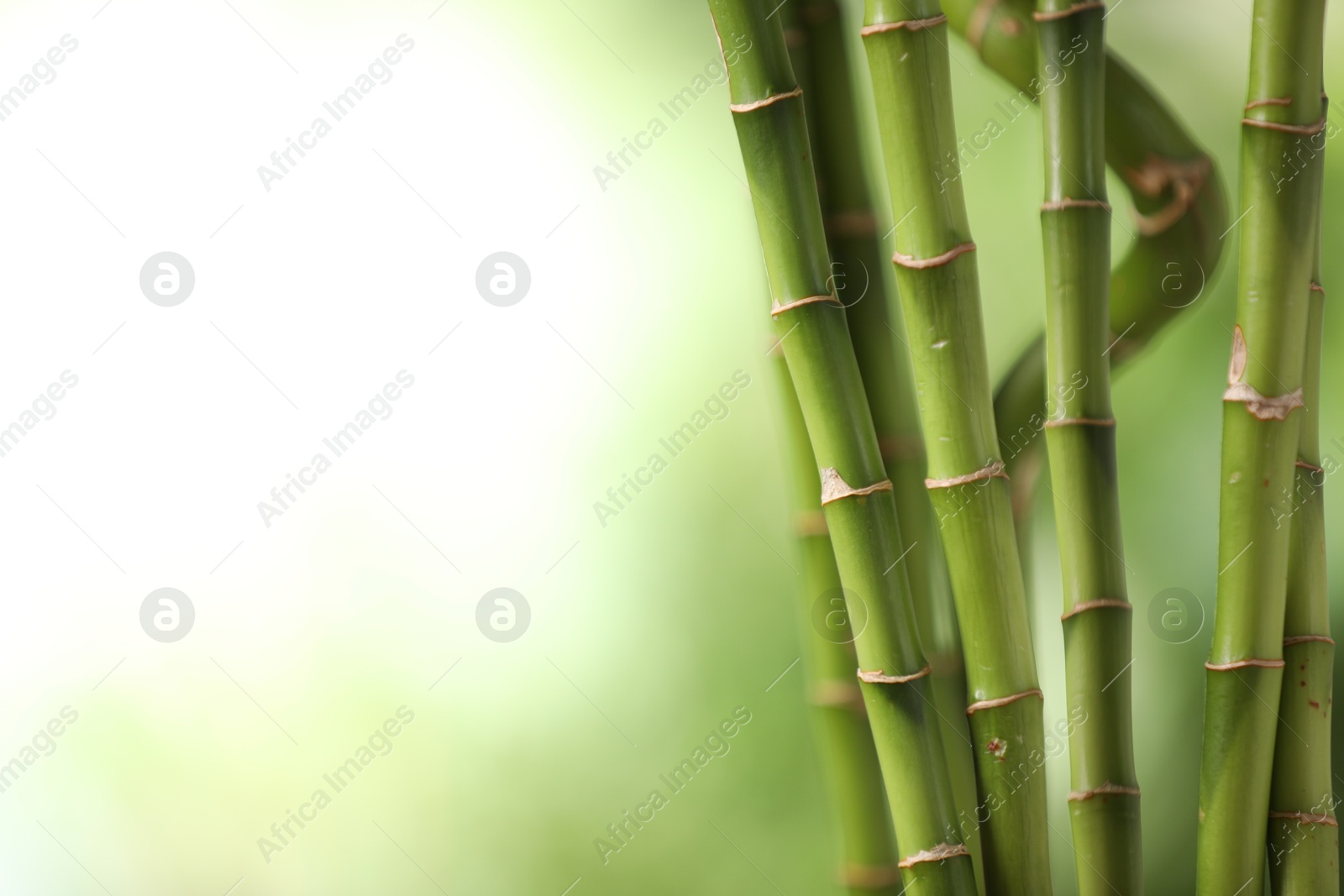 Photo of Green bamboo stems on blurred background, closeup. Space for text