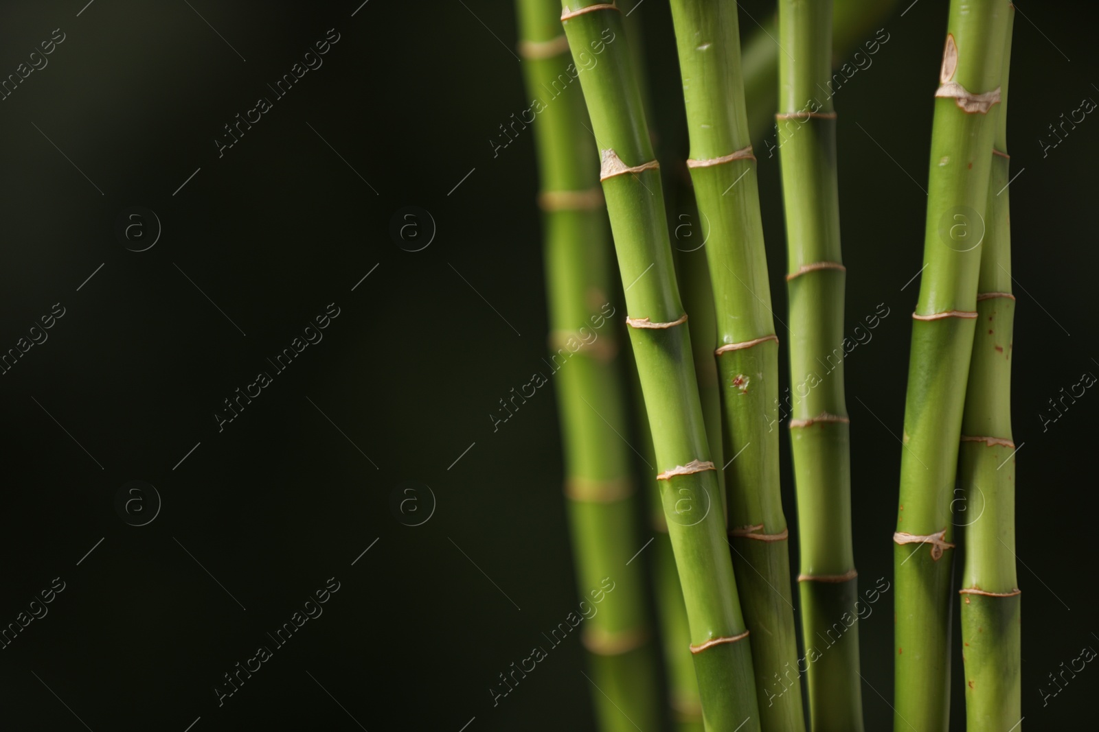 Photo of Green bamboo stems on dark background, closeup. Space for text