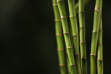 Photo of Green bamboo stems on dark background, closeup. Space for text