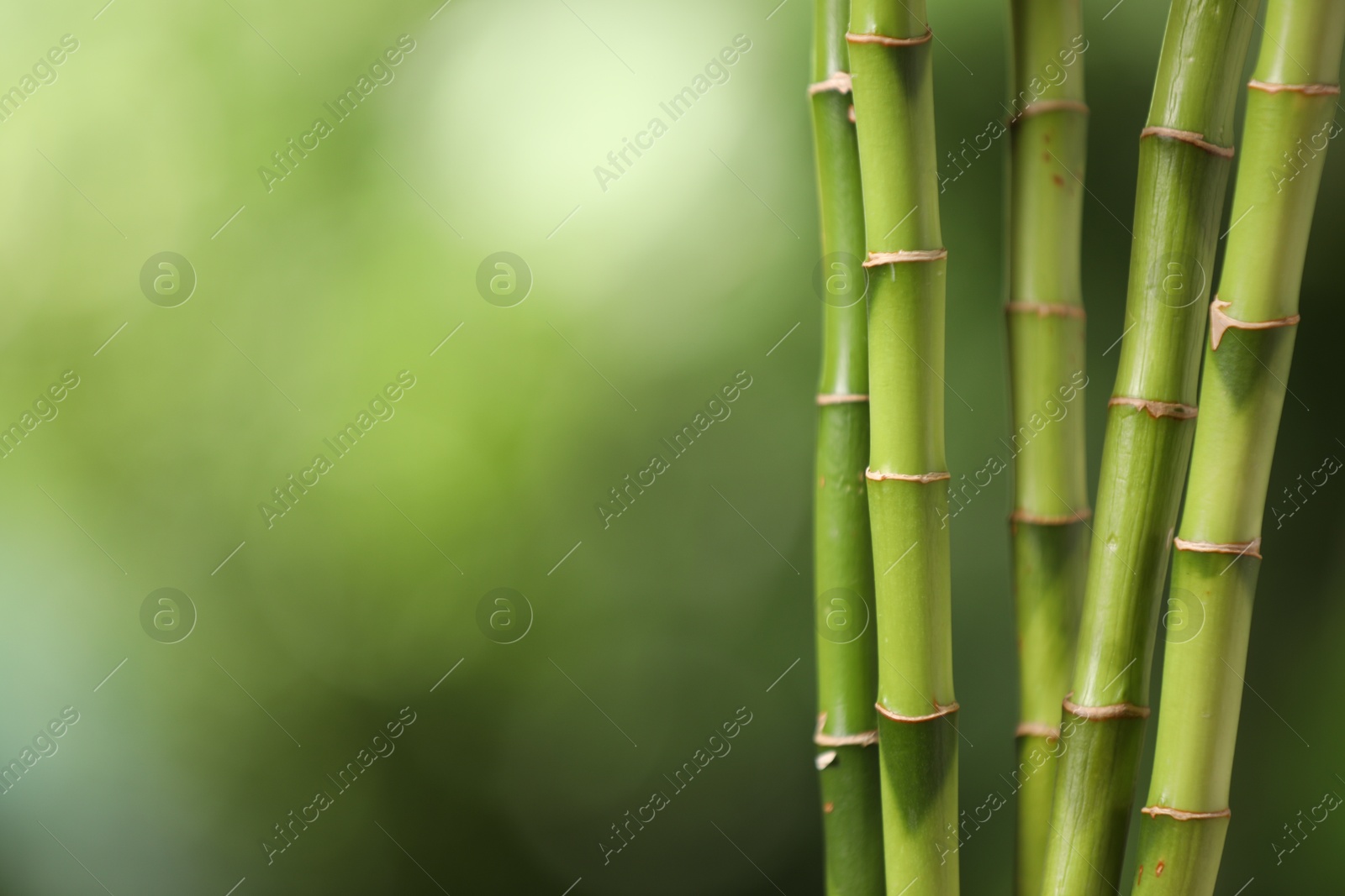 Photo of Green bamboo stems on blurred background, closeup. Space for text