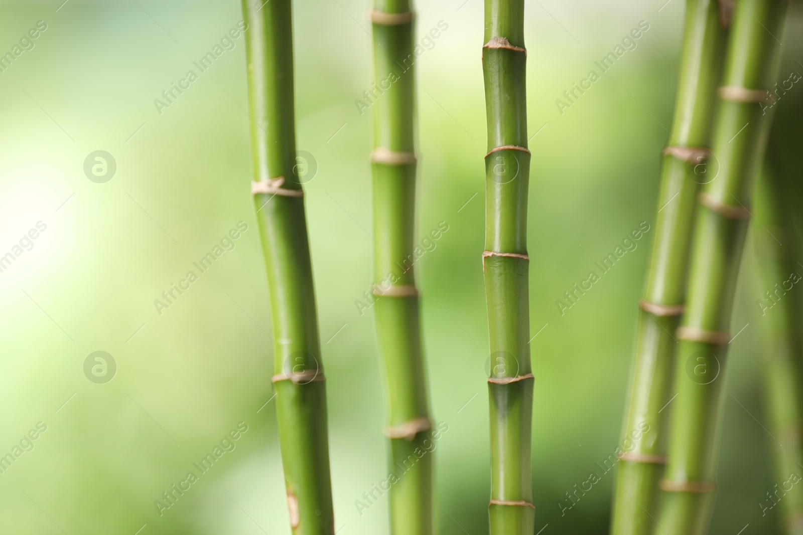 Photo of Green bamboo stems on blurred background, closeup