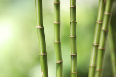 Photo of Green bamboo stems on blurred background, closeup