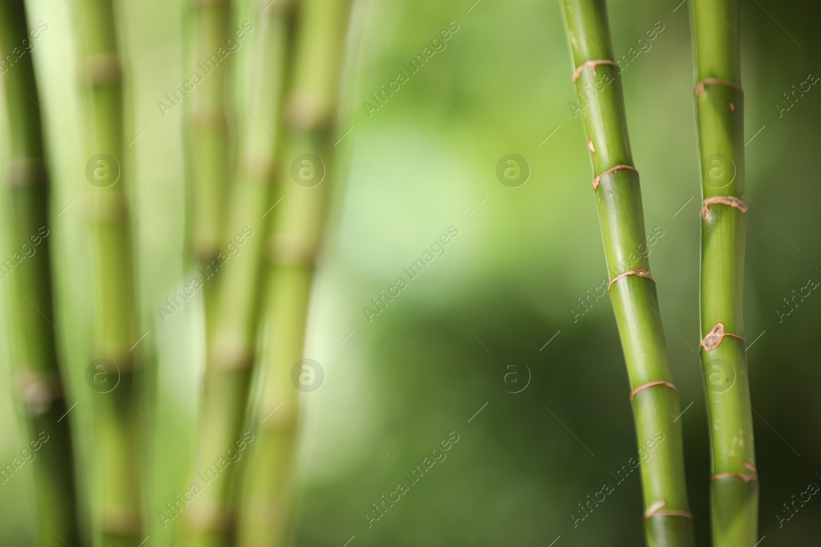 Photo of Green bamboo stems on blurred background, closeup. Space for text