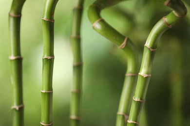 Photo of Green bamboo stems on blurred background, closeup