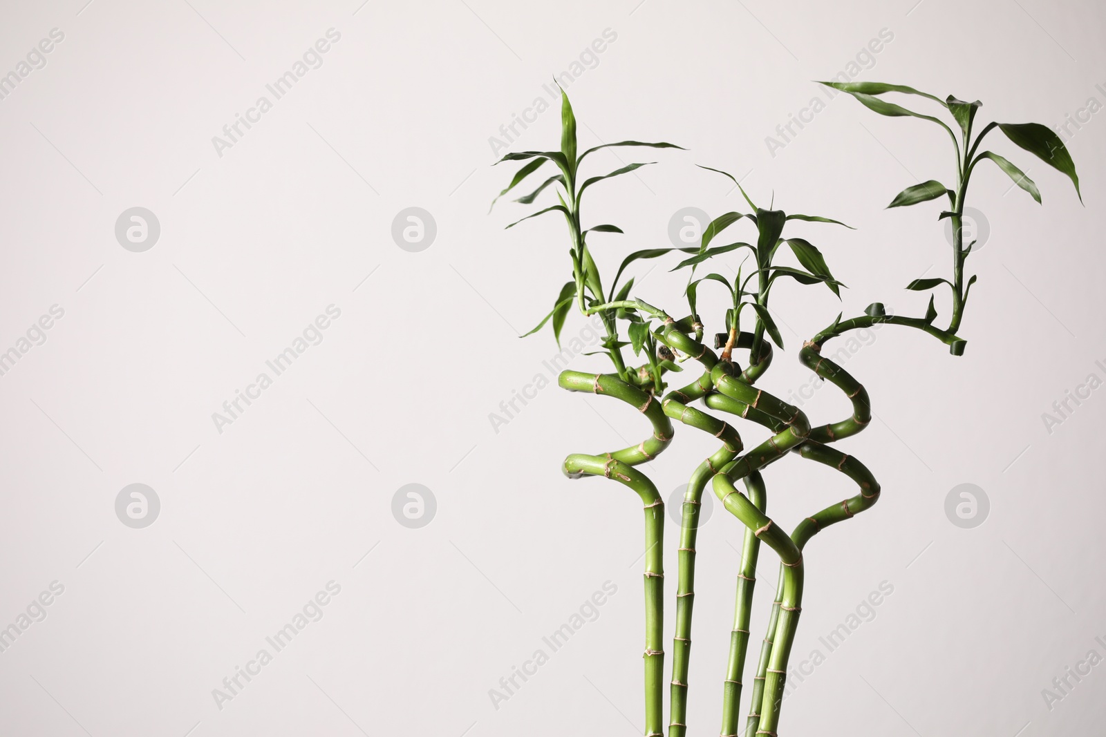 Photo of Decorative green bamboo stems on white background, space for text