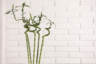 Photo of Decorative green bamboo stems near white brick wall, space for text