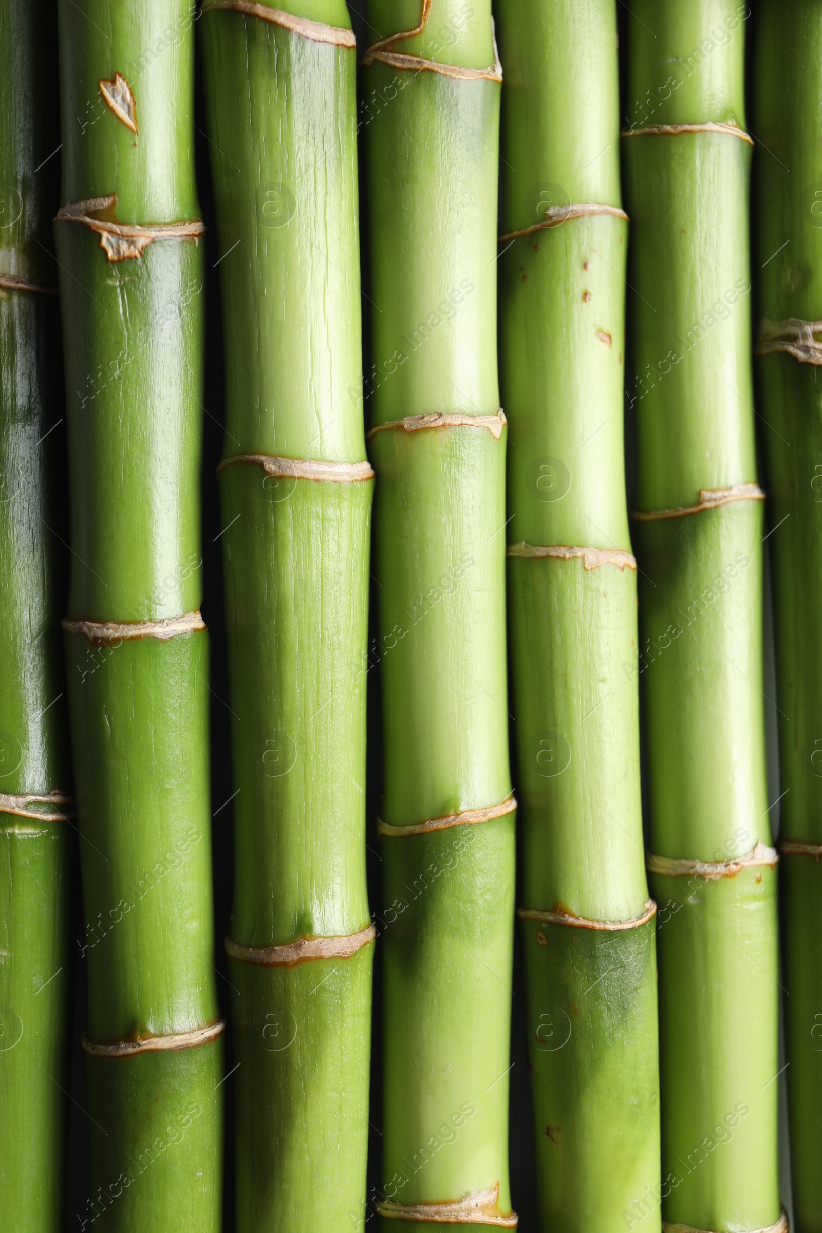 Photo of Decorative green bamboo stems as background, closeup