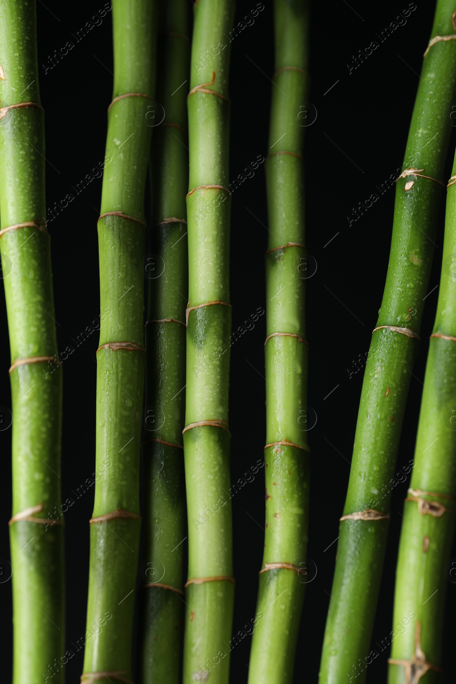 Photo of Wet green bamboo stems on black background, closeup