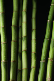 Photo of Wet green bamboo stems on black background, closeup